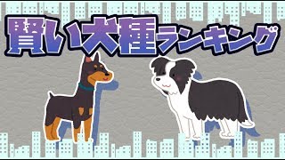 【ゆっくり解説】頭の良い賢い犬種ランキング10選