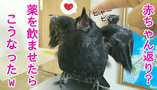 【赤ちゃん返り】カラスに手作りの薬を与えたらこうなりましたw 甘え姐さん＆嫌がり猫＆塩対応犬 20190826、カラス＆四つ足トリオ