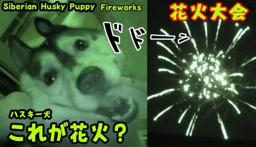 これが花火？爆音に興奮のハスキー犬 Husky Puppy