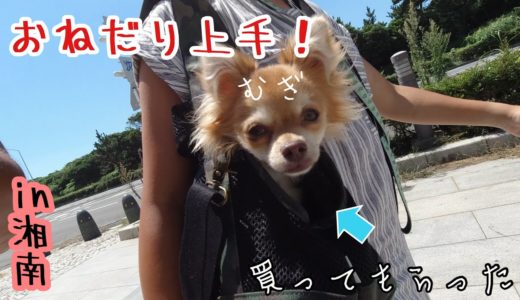 【犬旅】試着で気に入ったアピールをするチワワ『むぎのなつやすみ』おねだり上手編