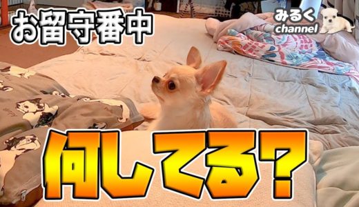 ‪🔴検証！お出かけ中、成犬になったばかりの犬は何してる？寂しがり屋なチワワのみるく