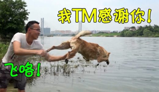 炎炎夏日带田园犬下河洗澡，小白乖巧一脸享受，阿黄想逃却逃不掉