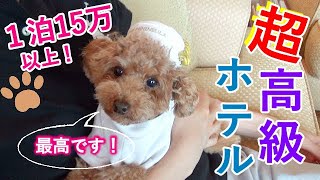 一泊15万円の超高級ホテルに犬と泊まってみたら感動した！【トイプードル】