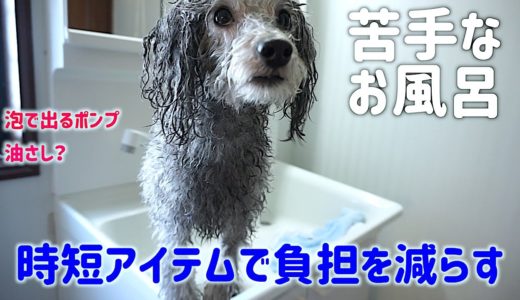 🐶うちはこんな風に犬をお風呂に入れてます。100均グッズで時短！？【トイプードルのグリィ】【犬】【dog】【toy poodle】