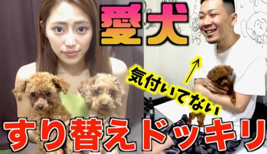 もしも自分の愛犬が他の犬と入れ替わったらドッキリ