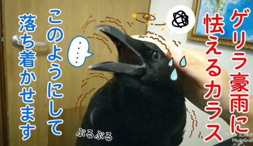 【パニック発作発症】朝からゲリラ豪雨に襲われカラスがパニックを起こしました。シロヤギ猫＆髪型猫＆玉ねぎ犬w 20190822、カラス＆四つ足トリオ