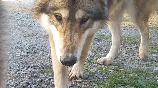 迫ってきた狼犬が突然！顔面に〇〇してきた