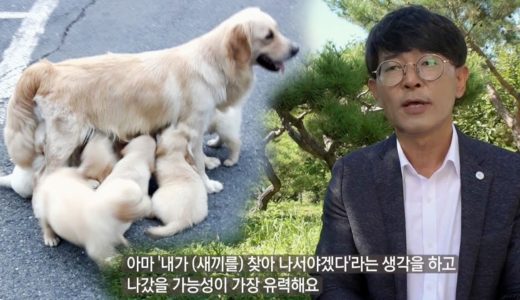 ‘돌아온 犬’ 대박이가 집을 나간 슬픈 이유 @순간포착 세상에 이런 일이 1049회 20190829