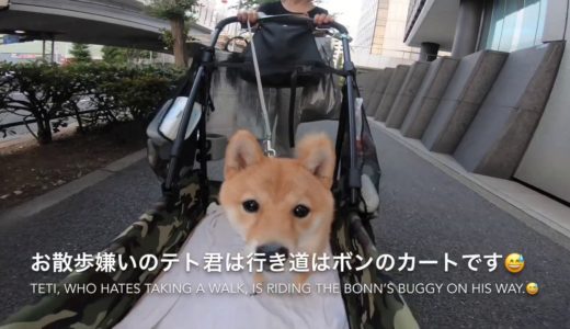 大型犬の老犬と柴犬の子犬 パート２~ Large dog old dog and shiba puppy part2~