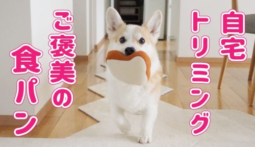 食パンを咥えた食パン犬（コーギー）