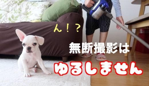 カメラが大好きすな犬から追いかけられて（フレブルすあま＃32）