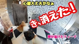 チワワの目の前から飼い主が突然消えたら一体どうなるの！！！【おもしろ犬】