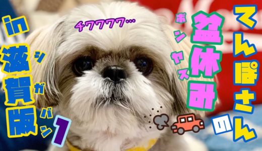 【滋賀版01】シーズー犬てんぽさん チワワと今度は盆休み