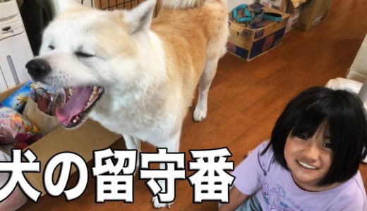 犬は待つわ！何時までも待つわ♪留守番犬頑張ります。