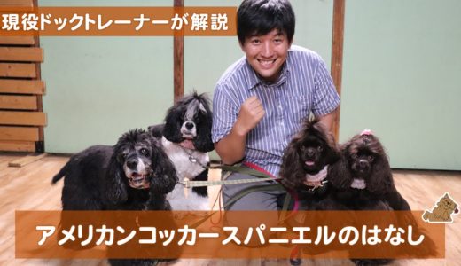 【犬種紹介】アメリカンコッカースパニエルの話。現役ドックトレーナーによる犬種紹介です！