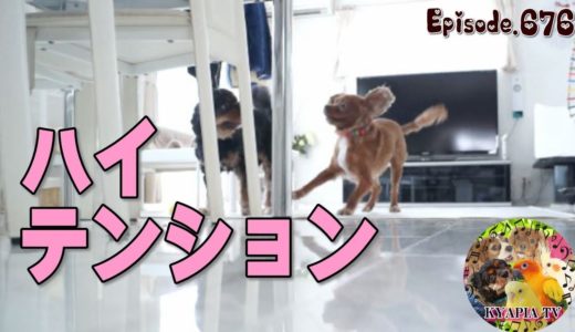 飼い主が家事中の犬を撮影したらテンションMAXだった・朝のルーティン キャバリア676｜おもしろ犬 可愛い動物ペット