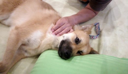 雑種犬風愛ちゃん。パパにコーミングされてます