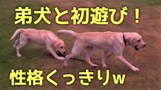 ラブ犬ロッキー弟犬と4 ヶ月ぶりの再会