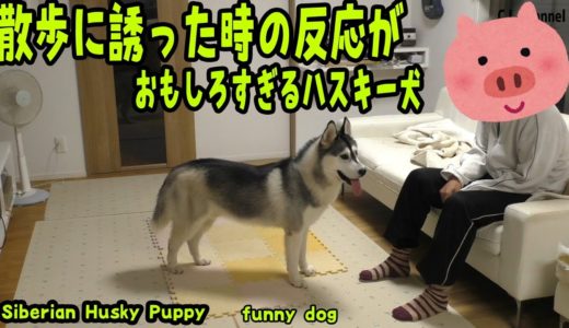 散歩に誘ったら狂ってしまったハスキー犬 Husky Puppy