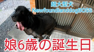 娘6歳の誕生日👸 超大型犬 ニューファンドランド NewfoundlanddogBoss