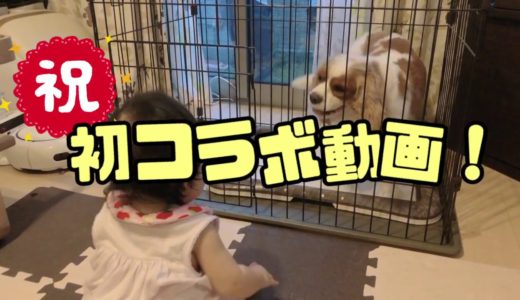 【番外編】赤ちゃん、初めて犬に会う【じゃむはお留守番】