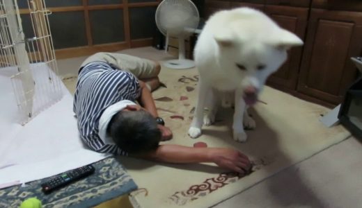 【秋田犬ゆうき】飼い主が寝てしまったら自分ももう寝るしかない【akita dog】