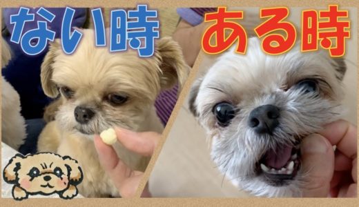 【表情豊かな犬】美味しいおやつがある時ない時 – Dog Facial Expressions -【チワワ×シーズー】