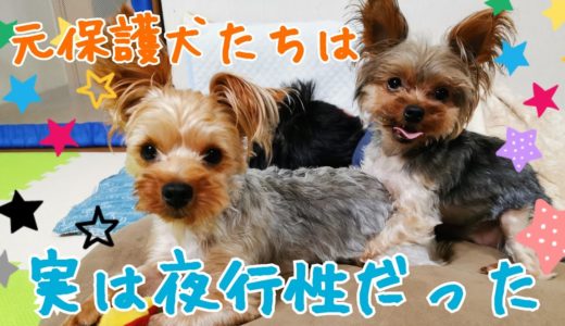 元保護犬、実は夜行性動物だった📣😁✨