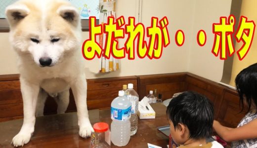 食べたくてよだれが・・ポタ！秋田犬そうすけ君.我慢しますThat food is mouth-watering.