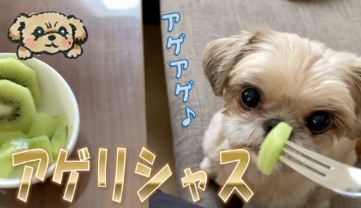 アゲリシャス！キウイに夢中のミックス犬むぎ♪ – Dog loves Kiwi -【チワワ×シーズー】