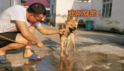 中华田园犬结伴出去浪，阿黄回来大变样，免不了又是一顿