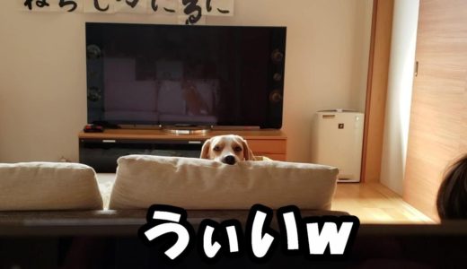 気が付けば熱い視線を送ってくれているビーグル犬のうぃるさん