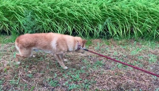 台風だから早く帰りたい飼い主とVSまだ散歩したい犬　台風10号接近中