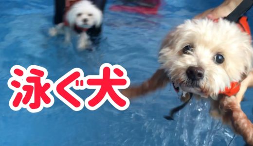 犬生初体験！突然泳いじゃったよ！マルチーズのちゅーぶ君とマルプーのトノ君！ Swimming dogs