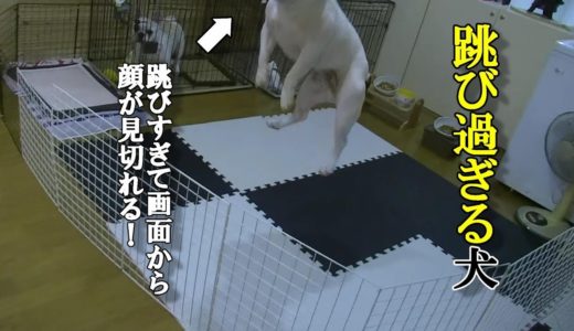 驚異のジャンプ犬【フレンチブルドッグ六助】Amazing jumping power French Bulldog Rokusuke