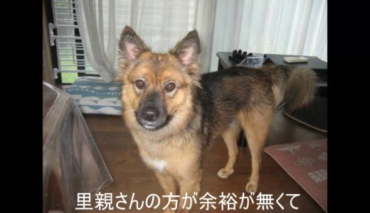 保護犬　ヒロ君と里親初心者のトライアル日記　３週目