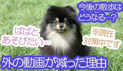 うちのポメラニアン犬の外出が激減した理由…≪#719≫