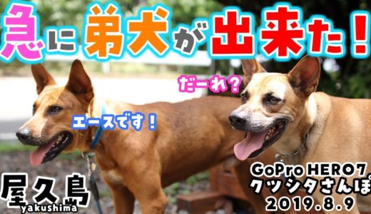 【屋久島】保護犬エース君に取っ組み合いを仕掛けるも相手にされない犬 【dog video with GoPro HERO7 #76】