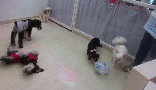 犬たちのプレイタイムその２