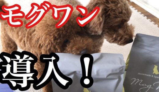 モグワンの人気を犬が直接証明！？食いつきは！？【トイプードルそぼろ＆ニコ】