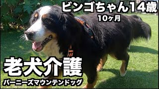 【老犬介護】14歳10ヶ月ビンゴちゃん・神様の贈り物って何？【バーニーズマウンテンドッグ】