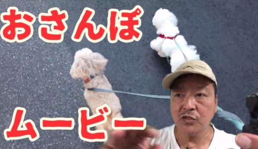 Osmo Pocketdで犬たちの散歩を追跡撮影してみました！ Shooting a dog with a camera equipped with a stabilizer