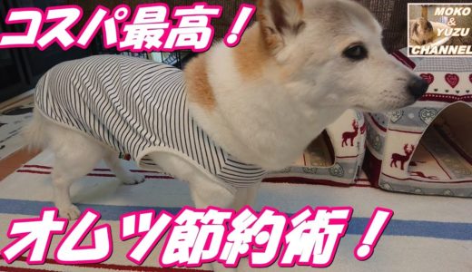 コスパ最高！犬のオムツの作り方(男の子)節約術！（くぅ）