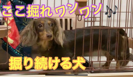 ひたすら掘り続ける犬🎶 可愛すぎる行動に癒されます