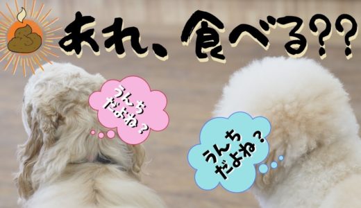 犬の食糞について うんちを食べてしまうわんちゃんへ。