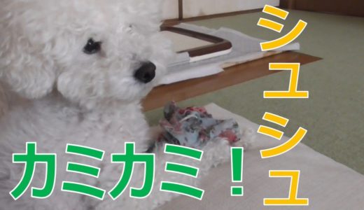 かわいい！犬のシュシュカミカミとまったりした休日【白いトイプードル】