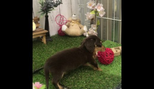 ペットショップ 犬の家 倉敷店 「ミニチュアダックスフンド」「104036」