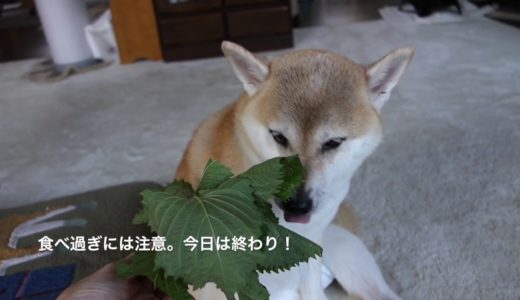 あん、シソ犬になる！