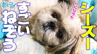 かべぎわに寝返り打つ すごいねぞうのシーズー犬