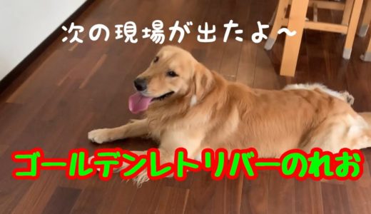 【大型犬】パトロールと次の作業を企むゴールデンレトリバーのれお